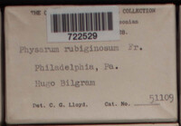 Badhamia rubiginosa image